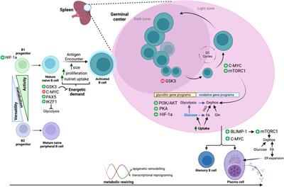 The metabolic plasticity of B cells